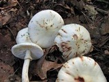 Amanita aestivalis image