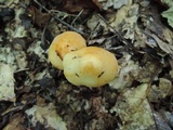 Marasmius strictipes image