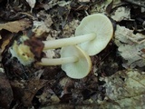 Marasmius strictipes image