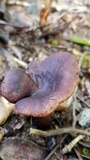 Hypomyces lateritius image