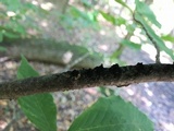 Scorias spongiosa image