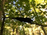 Scorias spongiosa image