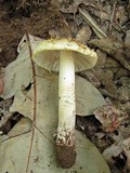 Amanita flavorubens image
