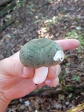 Russula crustosa image