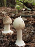 Amanita brunnescens image