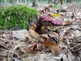 Ganoderma carnosum image