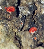 Crepidotus cinnabarinus image