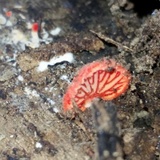 Crepidotus cinnabarinus image