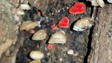 Crepidotus cinnabarinus image