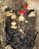 Crepidotus cinnabarinus image