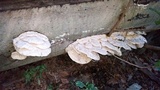 Climacodon septentrionalis image