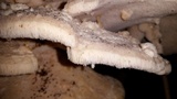 Climacodon septentrionalis image