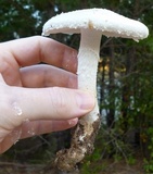 Amanita longipes image