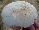 Amanita longipes image