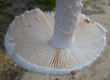 Amanita longipes image