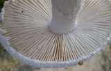 Amanita longipes image