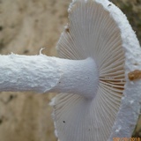 Amanita longipes image