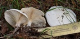 Clitocybe robusta image