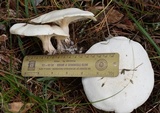 Clitocybe robusta image