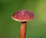 Gyroporus purpurinus image