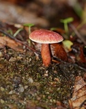 Gyroporus purpurinus image