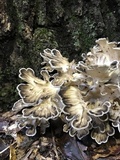 Meripilus sumstinei image
