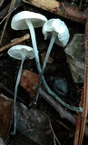 Tetrapyrgos nigripes image