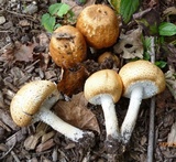 Agaricus nanaugustus image