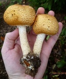 Agaricus nanaugustus image