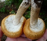 Agaricus nanaugustus image