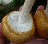Agaricus nanaugustus image