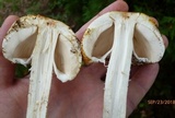 Agaricus nanaugustus image