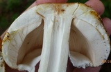 Agaricus nanaugustus image