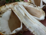 Agaricus nanaugustus image