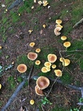 Amanita flavorubens image