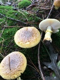Amanita flavorubens image