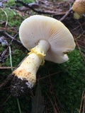 Amanita flavorubens image