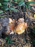Cortinarius claricolor image