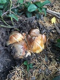 Cortinarius claricolor image
