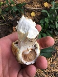 Cortinarius claricolor image