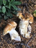 Cortinarius claricolor image