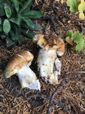 Cortinarius claricolor image
