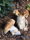 Cortinarius claricolor image