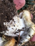 Cortinarius claricolor image