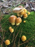 Amanita flavorubens image