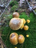 Amanita flavorubens image