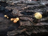Pholiota multifolia image