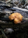 Pholiota multifolia image