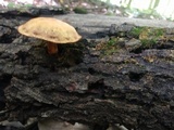 Pholiota multifolia image