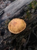 Pholiota multifolia image